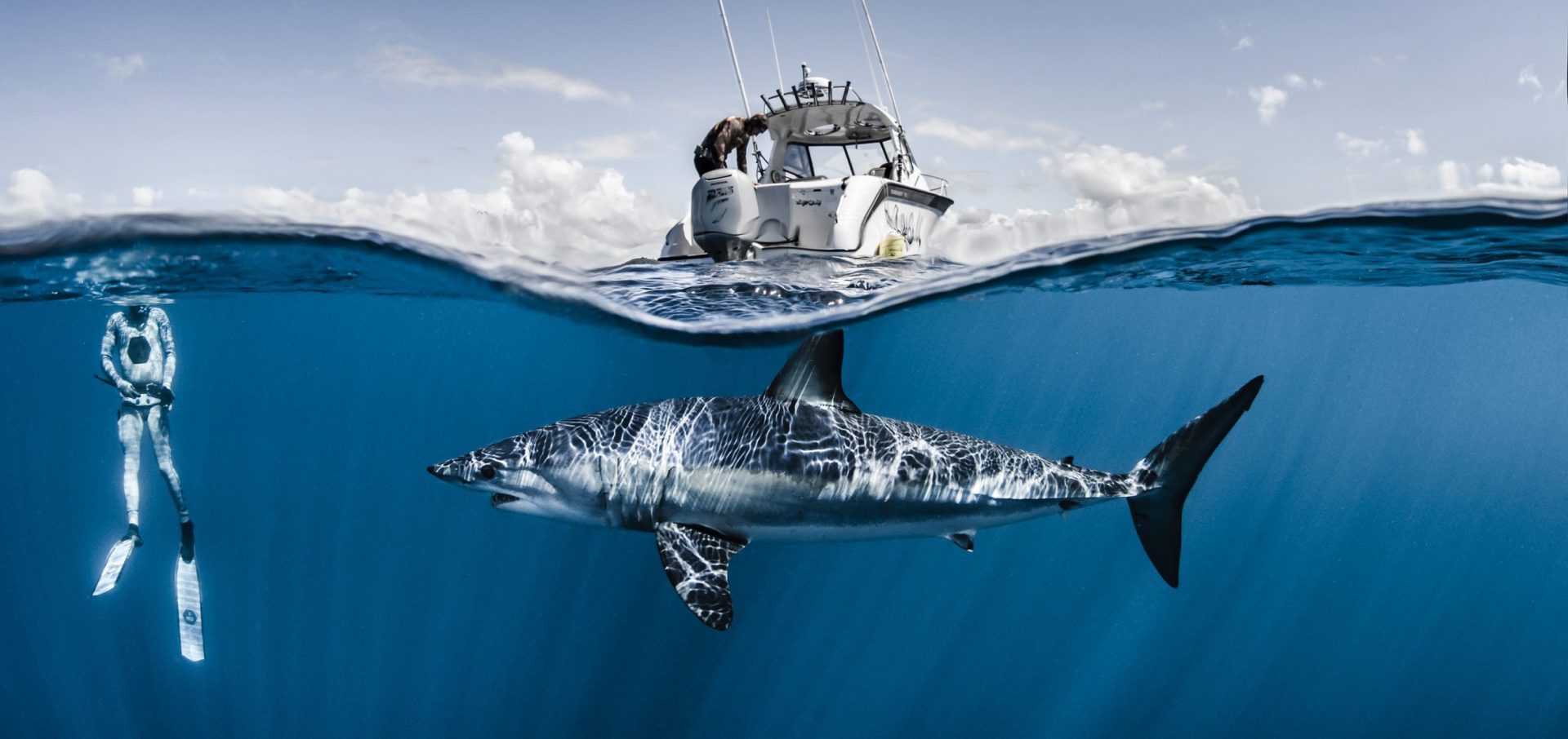 Mako sharks Racing extinction Oceanographic Magazine