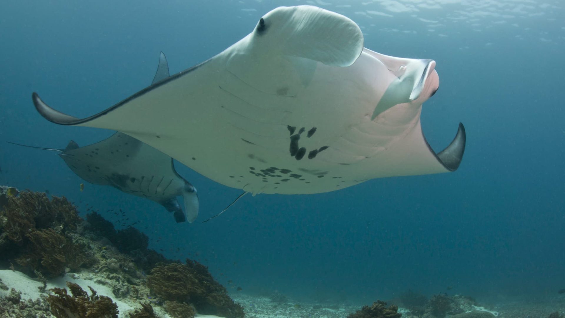 Manta rays form social bonds, new research finds - Oceanographic