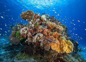 emily-darling-corals