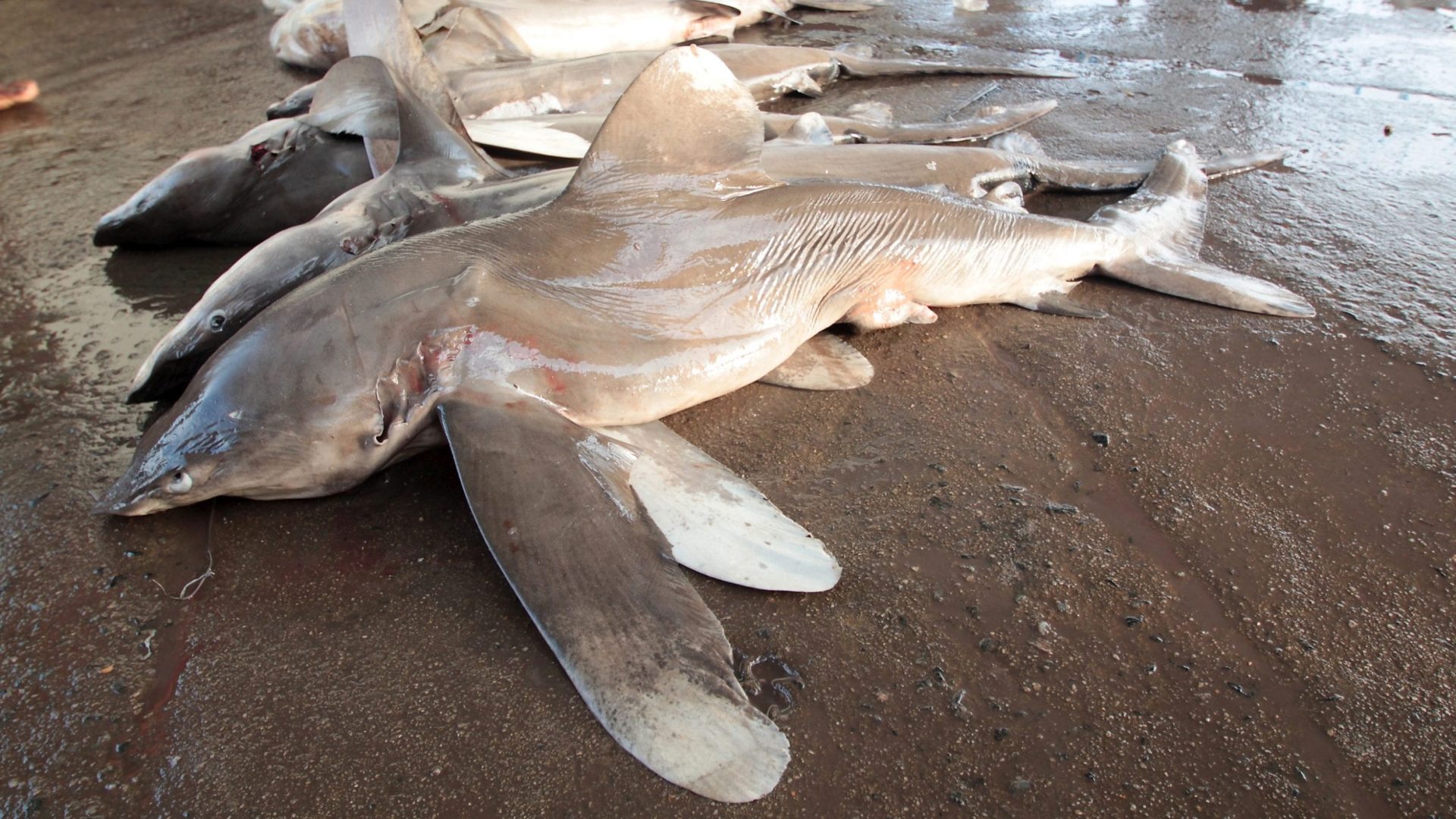 Scientific analysis reveals Oceanic whitetip shark population in