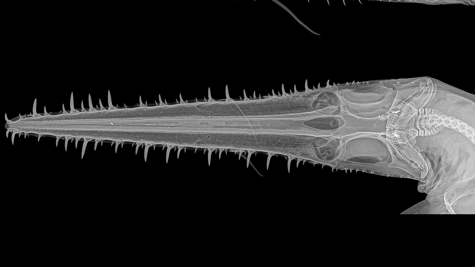 Two new species of sixgilled sawshark discovered in West Indian Ocean