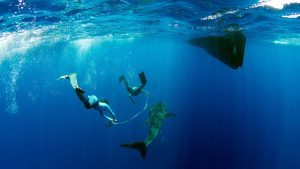Maldives Whale Shark Research Programme