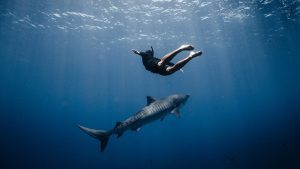 Titouan Bernicot Coral Gardeners shark