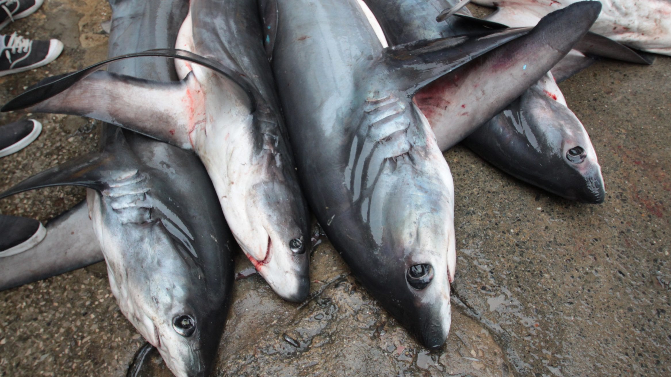 Largest seizure of shark fins in Hong Kong history recovers 26 tonnes