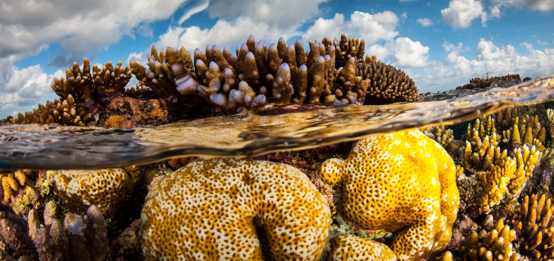 ribbon reefs great barrier reef
