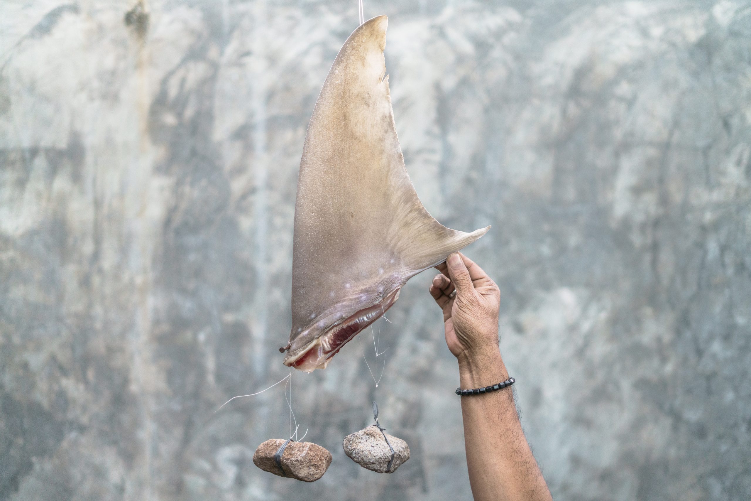 Shark fishing in Lombok: Fins detached - Oceanographic