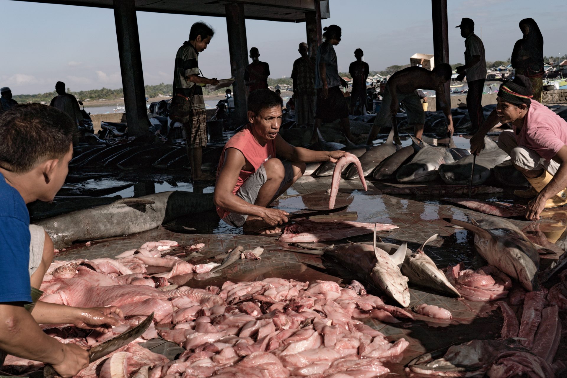 Shark fishing in Lombok: Fins detached - Oceanographic