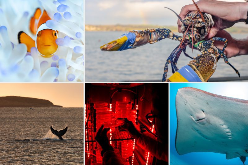Issue 30 / Bleached - Oceanographic