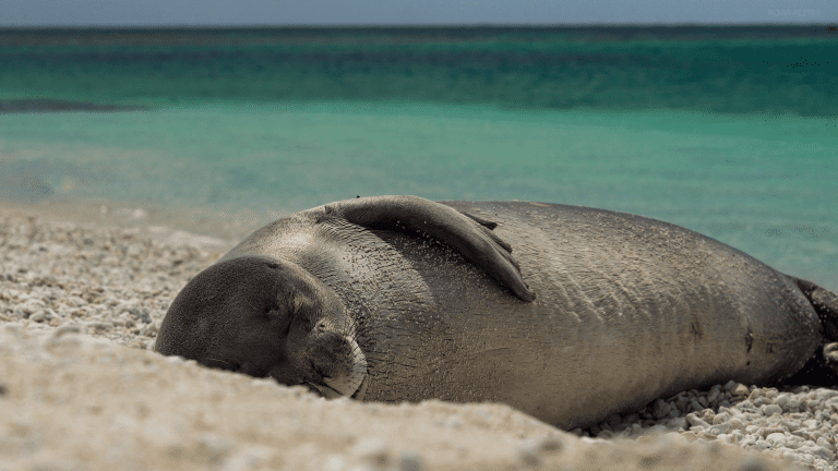 Saving Hawaiian monk seals through collaboration - Oceanographic