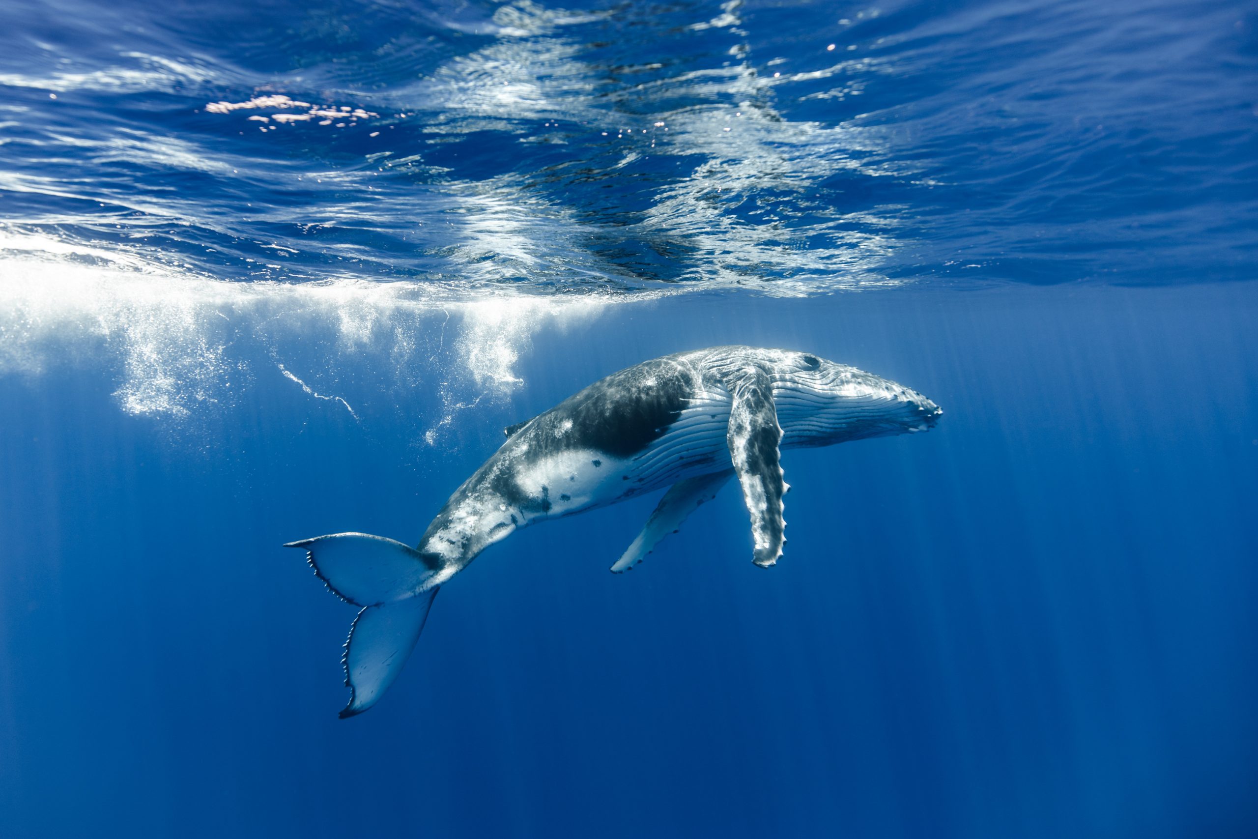 Whale tales: The importance of the whale pump - Oceanographic