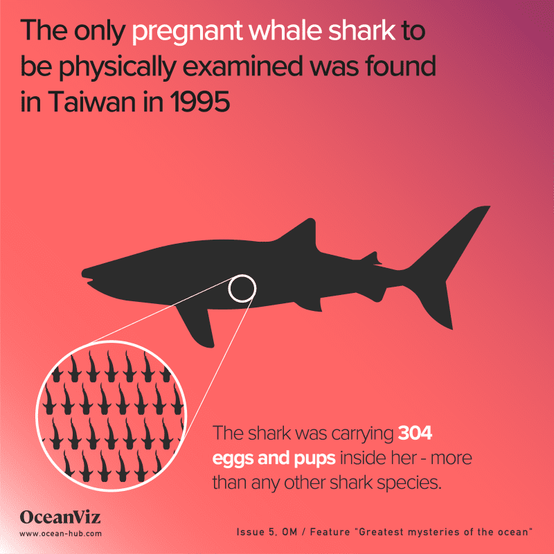 Pregnant whale shark - Oceanographic