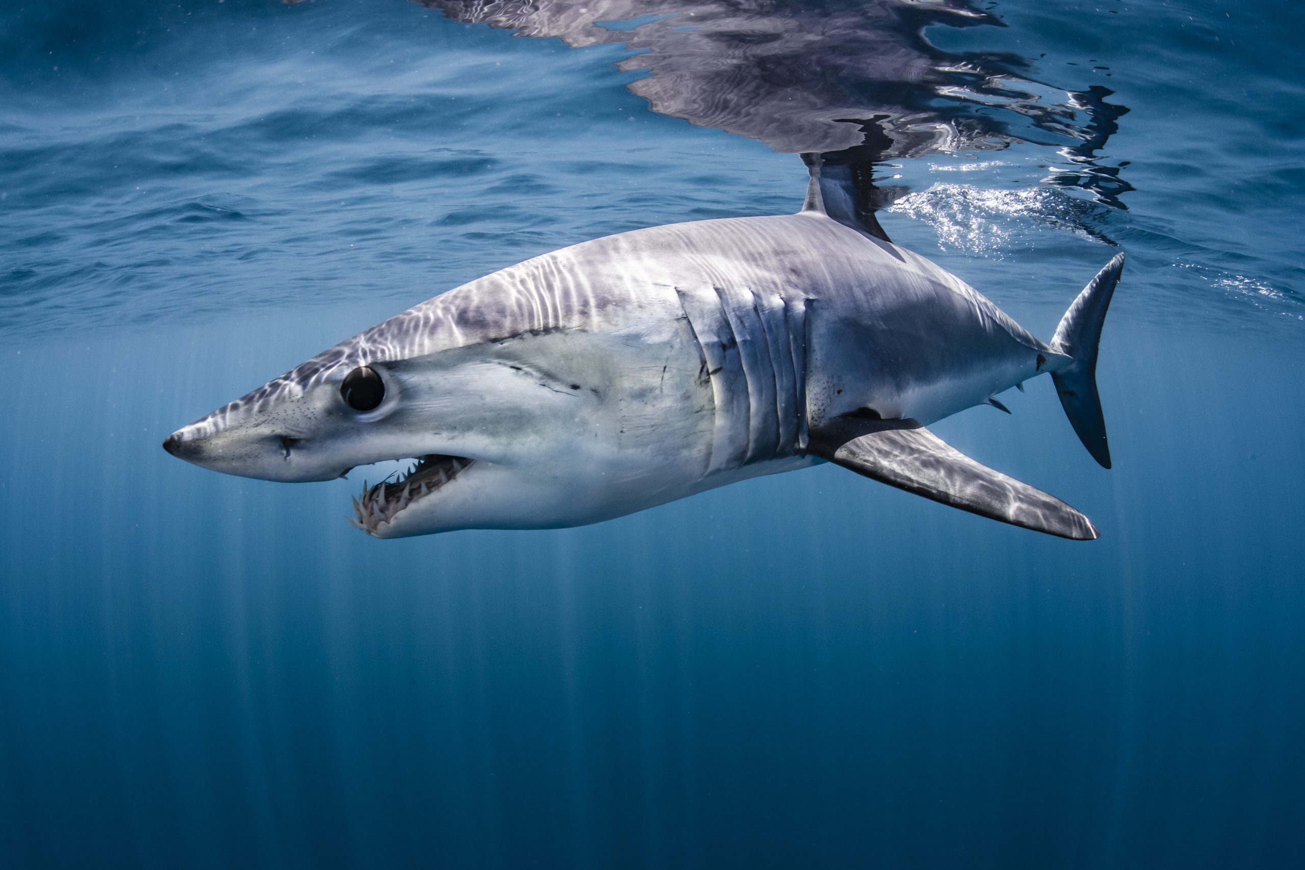 Акула-мако или серо-голубая. Серо голубая акула мако. Акула мако. Акула мако опасна. Мако акула чернорылая.