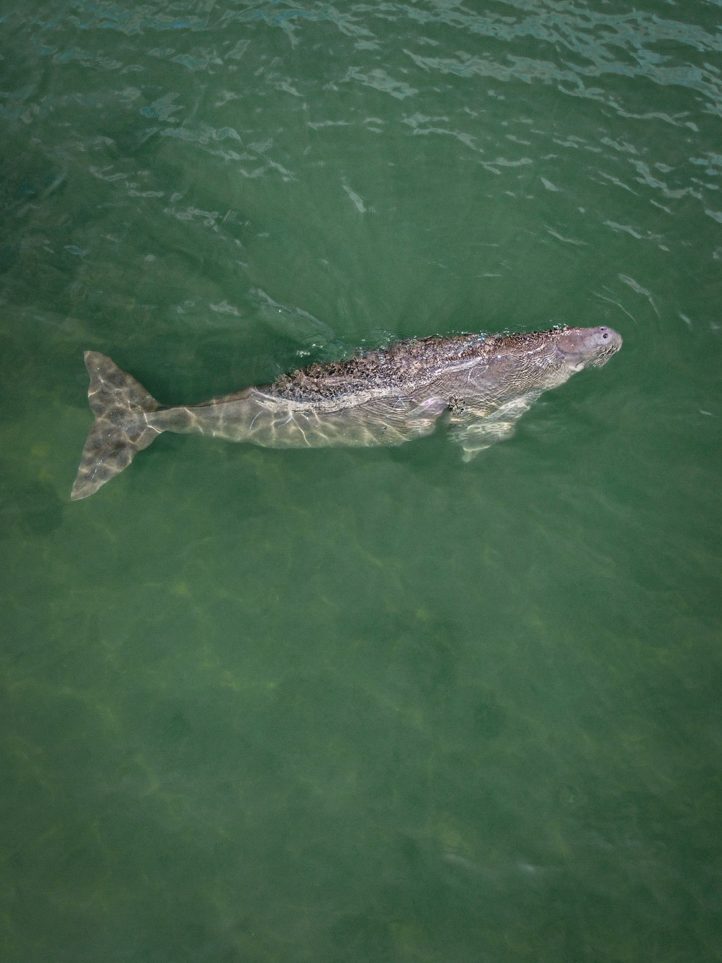 Searching for the elusive Thai dugong - Oceanographic