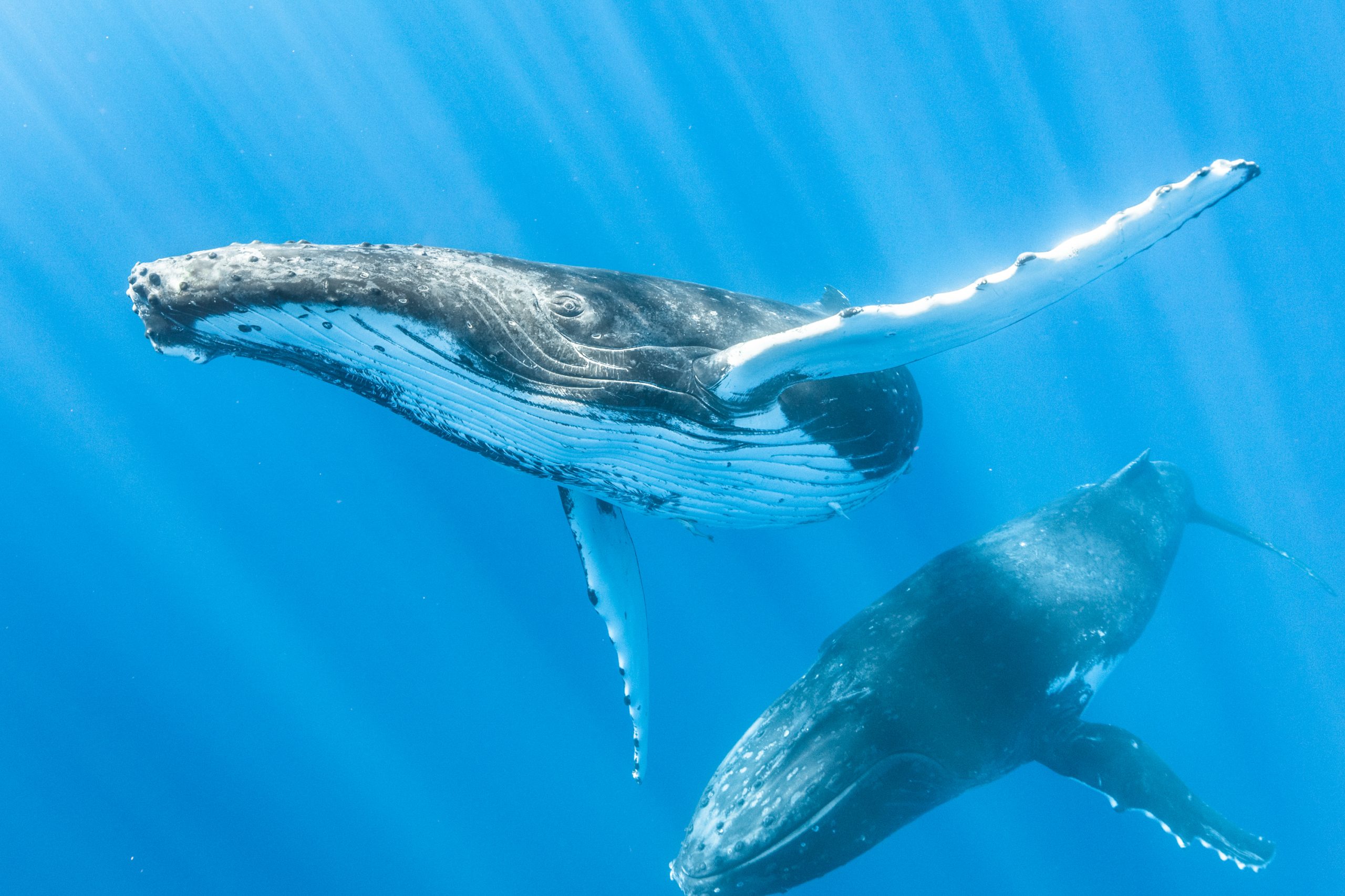 A law for the tohorā: New Zealand bill seeks personhood for whales