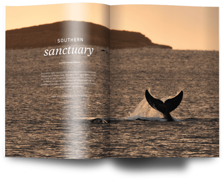 Issue 30 / Bleached - Oceanographic