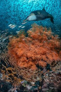 The Coral Triangle: Amazon of the seas - Oceanographic