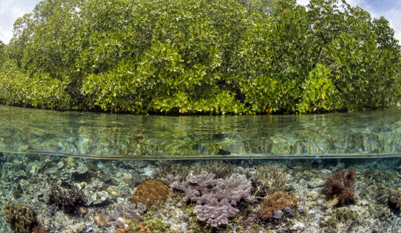Microplastics are undermining the ocean’s ability to absorb carbon ...