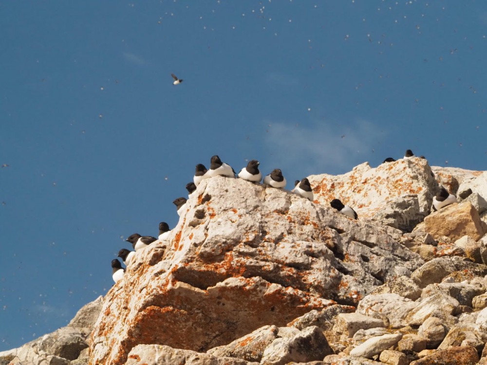 Recordings Of Little Auk Colony Reveal More About Arctic Seabirds 