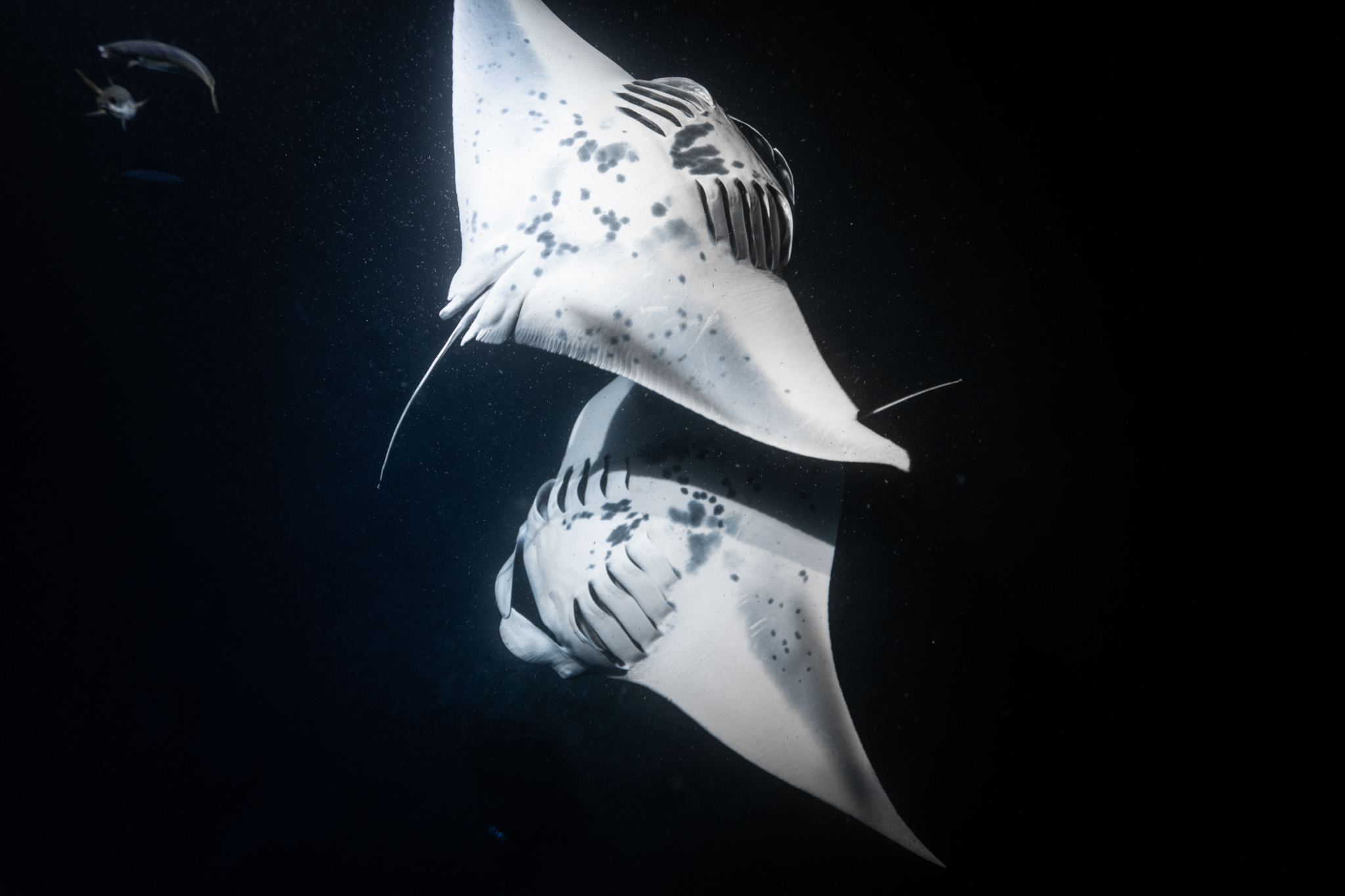 Hawai'i Diving with manta rays at night