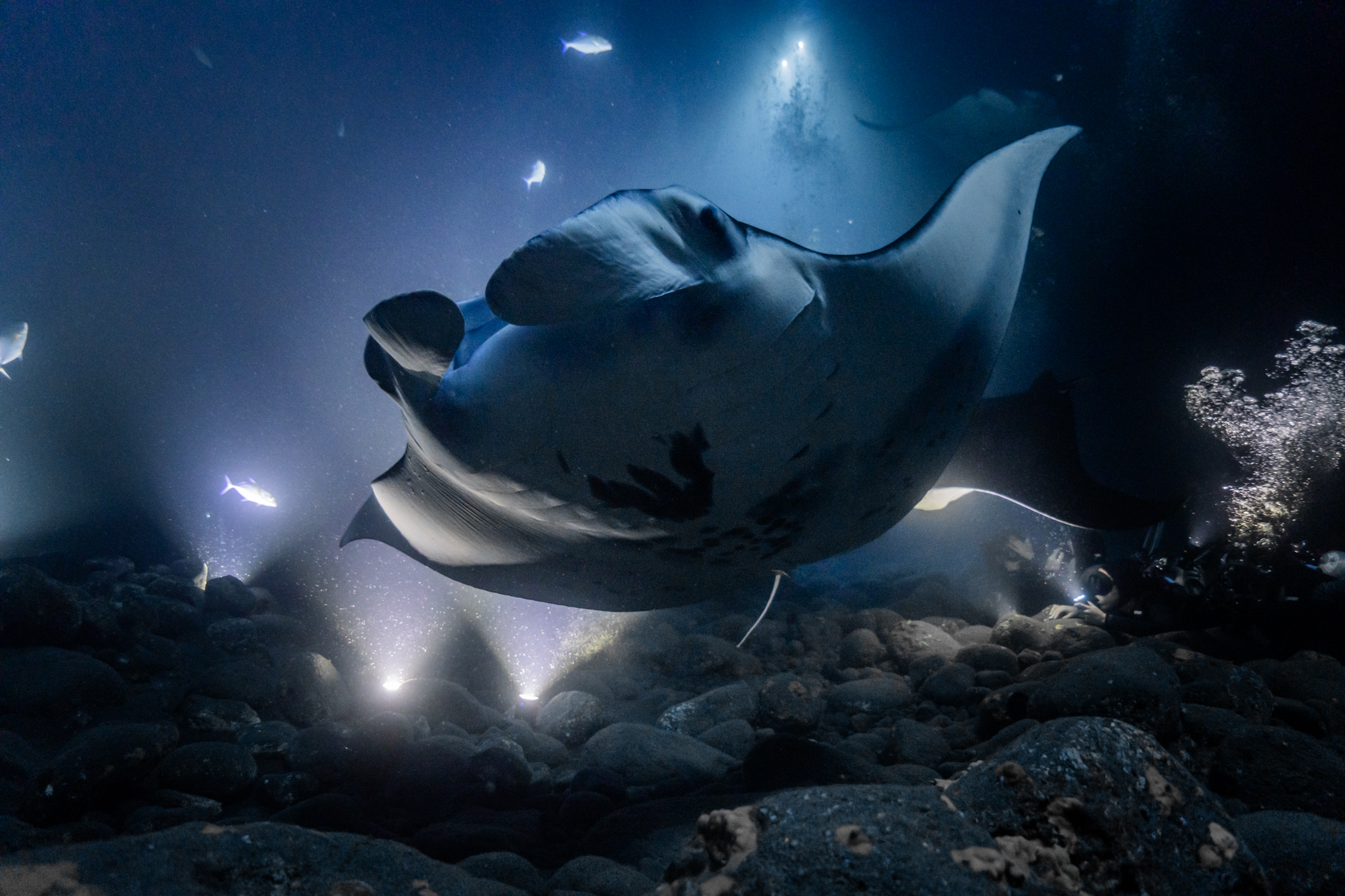 Hawai'i: Diving with manta rays at night
