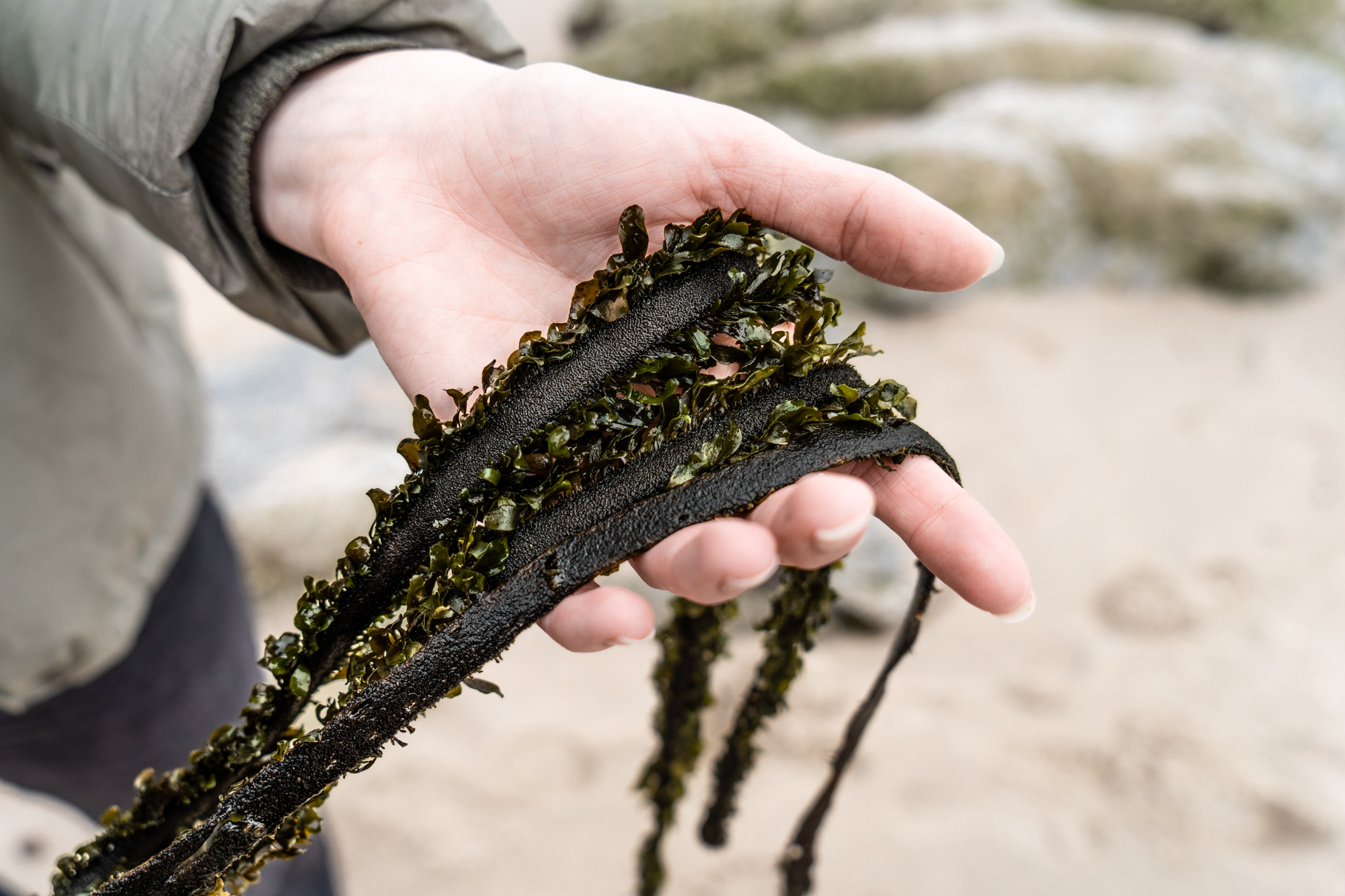 Californian start-up turns seaweed into a clever plastic alternative