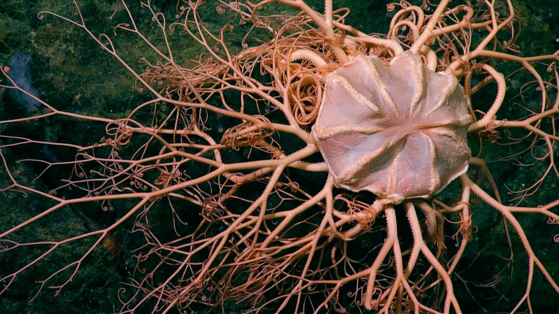 Special feature: The deep sea and the race to mine the abyss