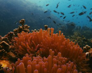 The Coral Triangle - an area of 10 million square kilometres spanning seven countries is facing severe threat from oil and gas expansion