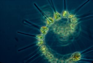 Plankton has a major role to play in the ocean's carbon sequestration by moving nutrients from the surface of the water to the ocean depths