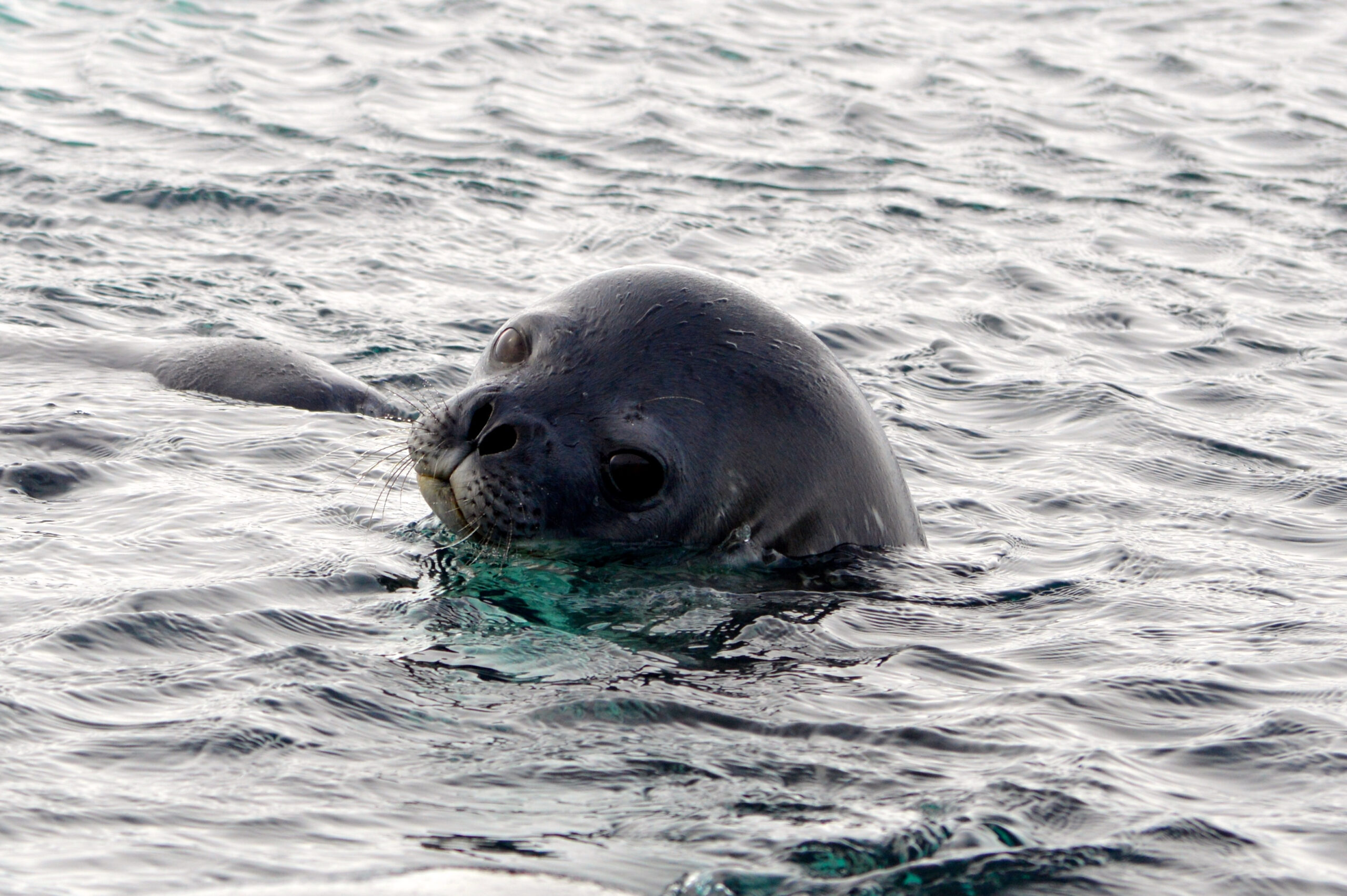 how-do-weddell-seals-use-light-to-plan-their-most-extreme-dives