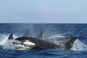 killer whales: Three out of the four documented attacks on whale sharks have involved one specific individual killer whale