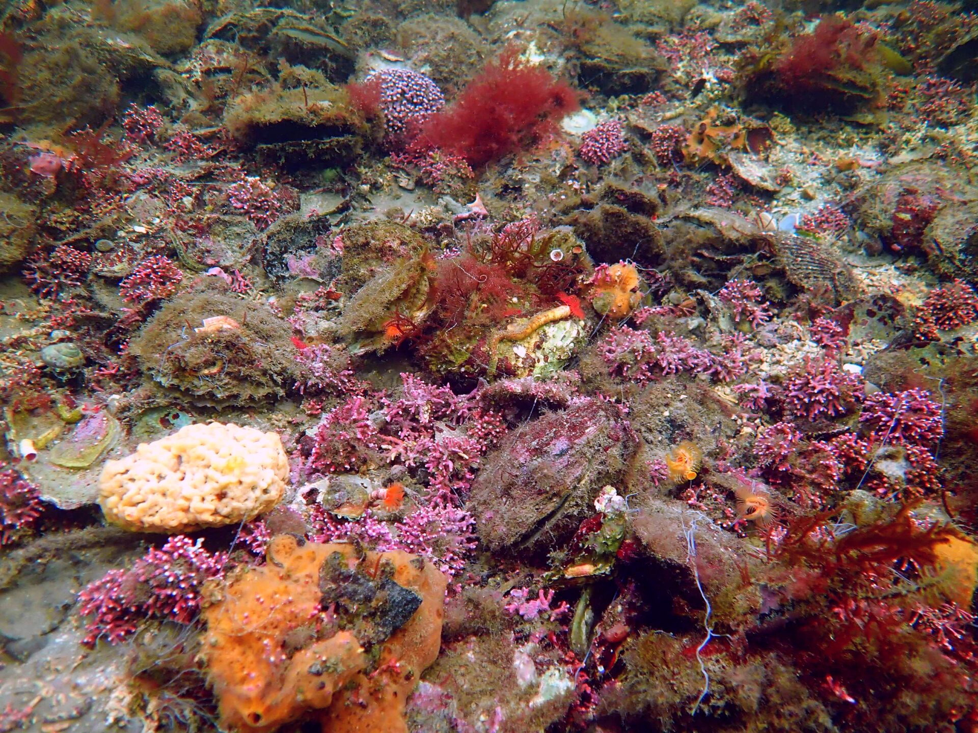 Oyster reefs in Europe are now barren and sparsely located compared to the vibrant and biodiverse ecosystems they once were