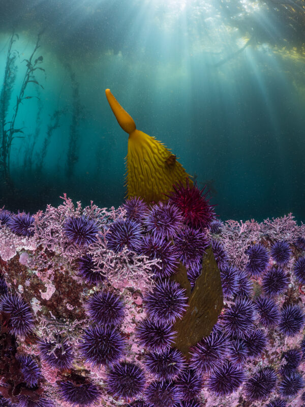 Purple urchins (Strongylocentrotus purpuratus) chew on a blade of giant kelp (Macrocystis pyrifera) that fell from the canopy above. While the urchins may appear overwhelming, they're eating what they eat best - drift kelp - in the midst of a healthy kelp forest. Here, kelp and urchin have found equilibrium in changing seas. Carmel, CA