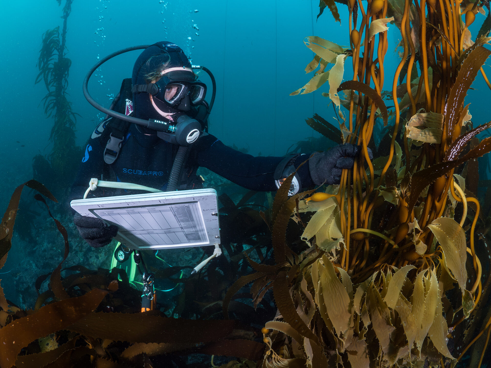 A citizen scientist surveys a kelp forest and collects data for Reef Check, a non-profit marine conservation organization. These underwater ecological surveys generate foundational data on the condition of kelp forests in California and inform conservation and management decisions. Carmel, CA