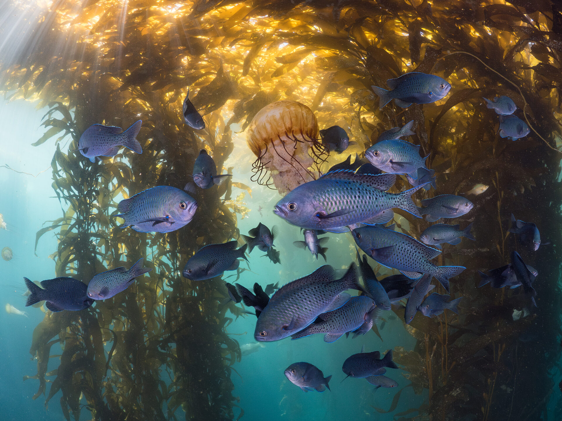 A Pacific sea nettle (Chrysaora fuscescens) escapes a storm of Blacksmith damselfish (Chromis punctipinnis) that took bites from its billowy oral arms. Monterey, CA, US
