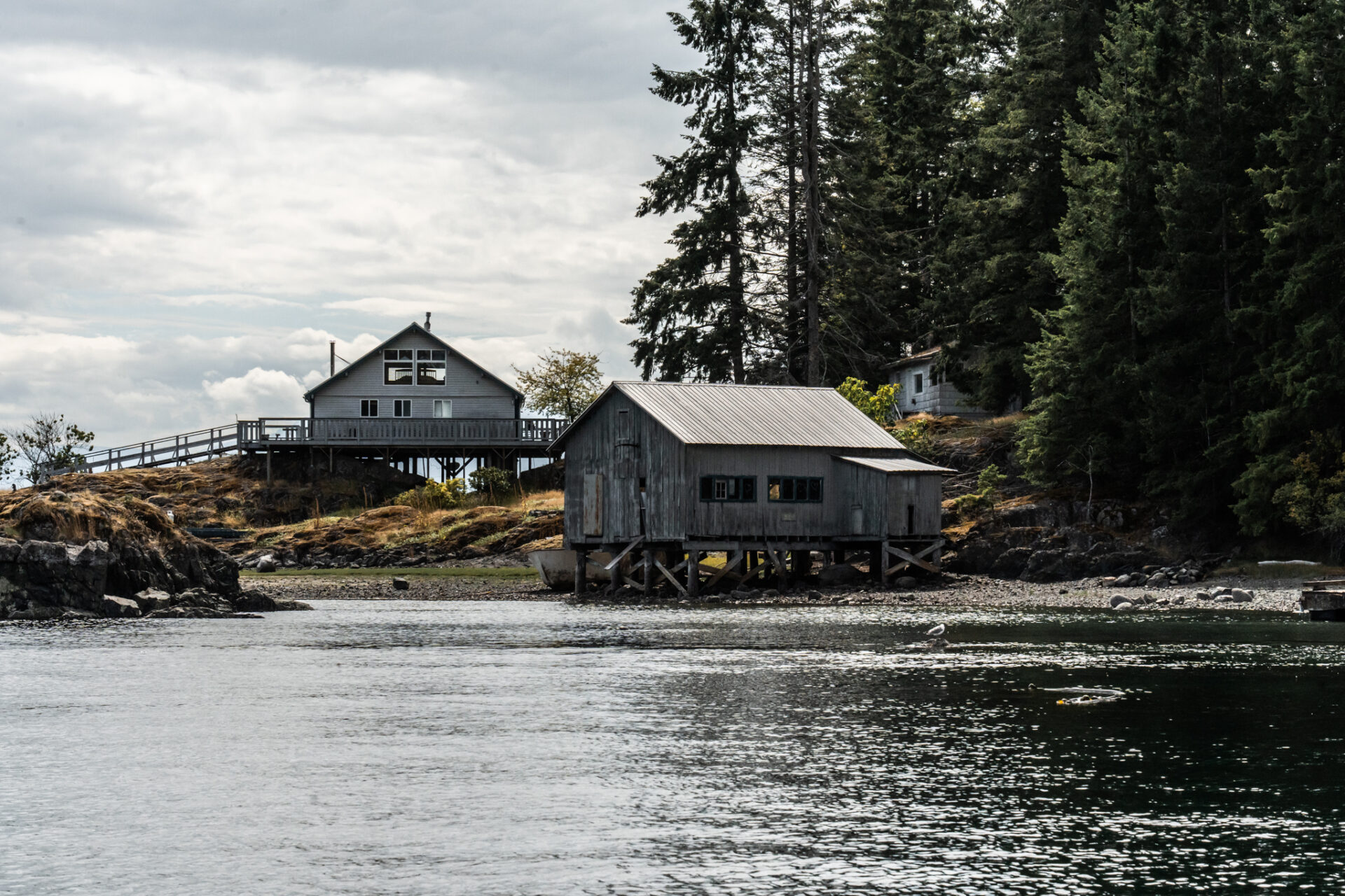 Finding the giant Pacific octopus in Campbell River