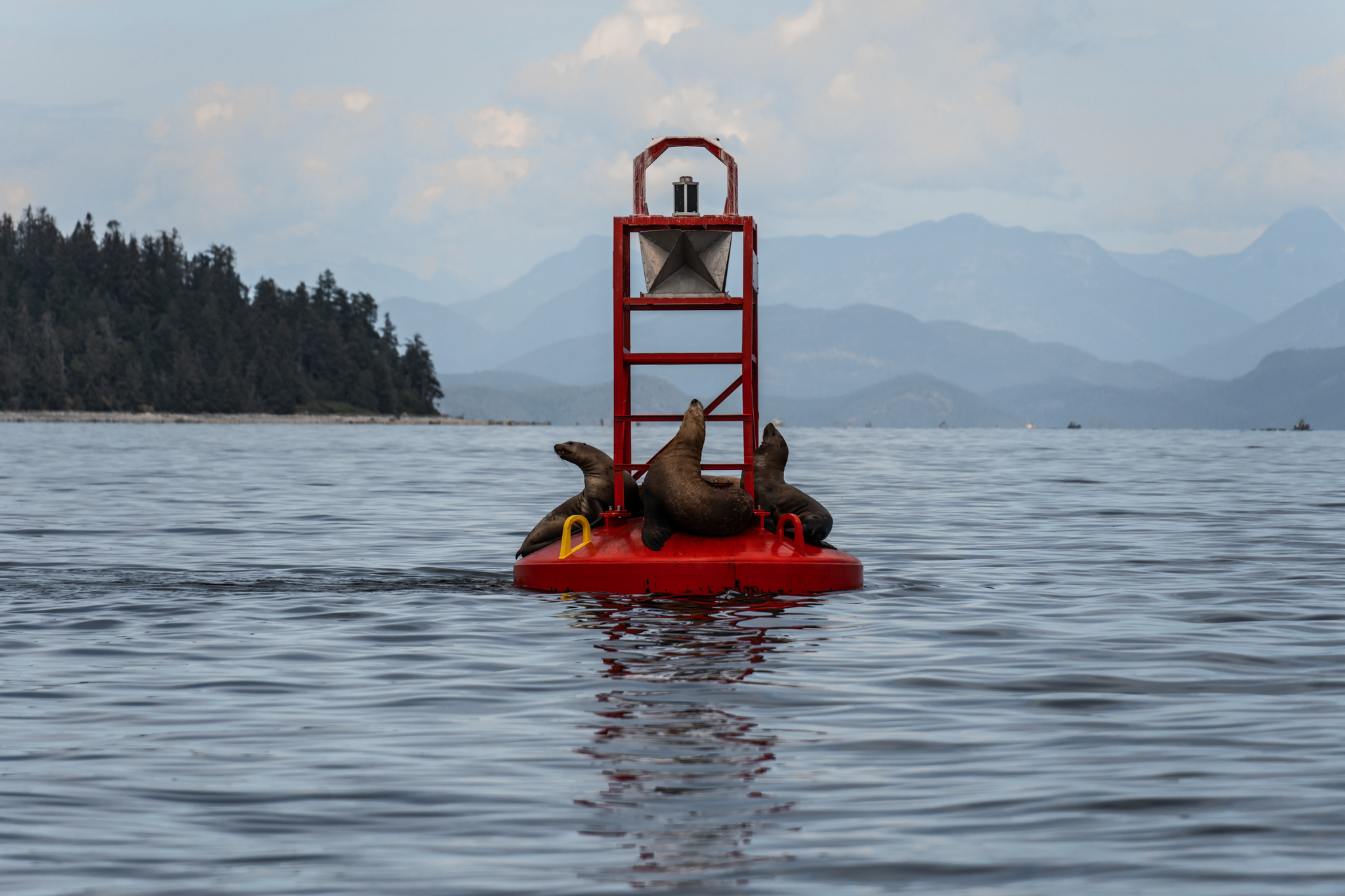 Finding the giant Pacific octopus in Campbell River