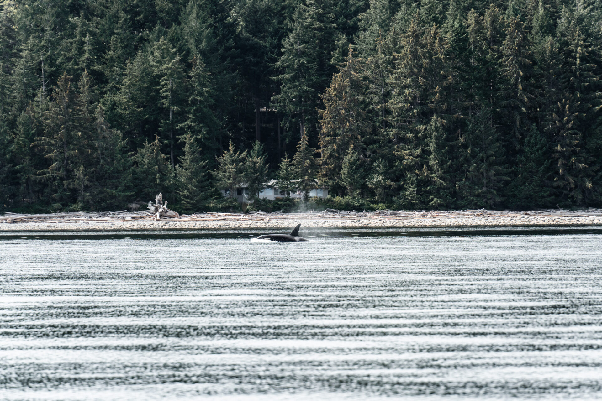 Finding the giant Pacific octopus in Campbell River