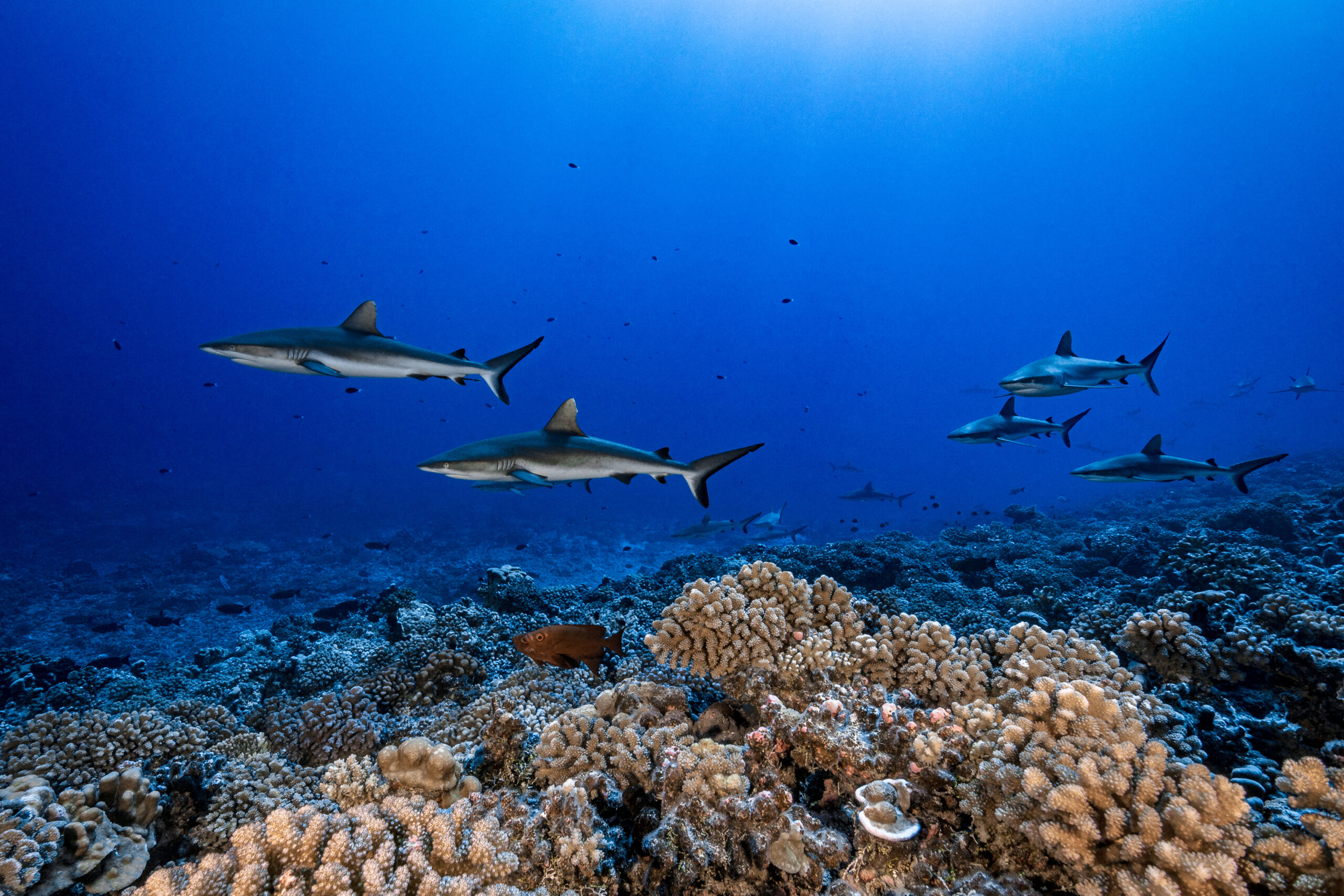 New marine sanctuary declared in the ‘time-machine’ Marshall Islands