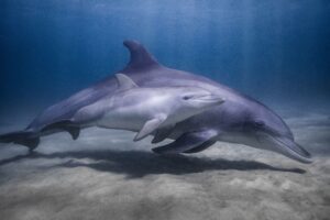 plastics have been found in dolphins' bodies, breath, and even urine and researchers fear they risk greater exposure from excess rain and red tides