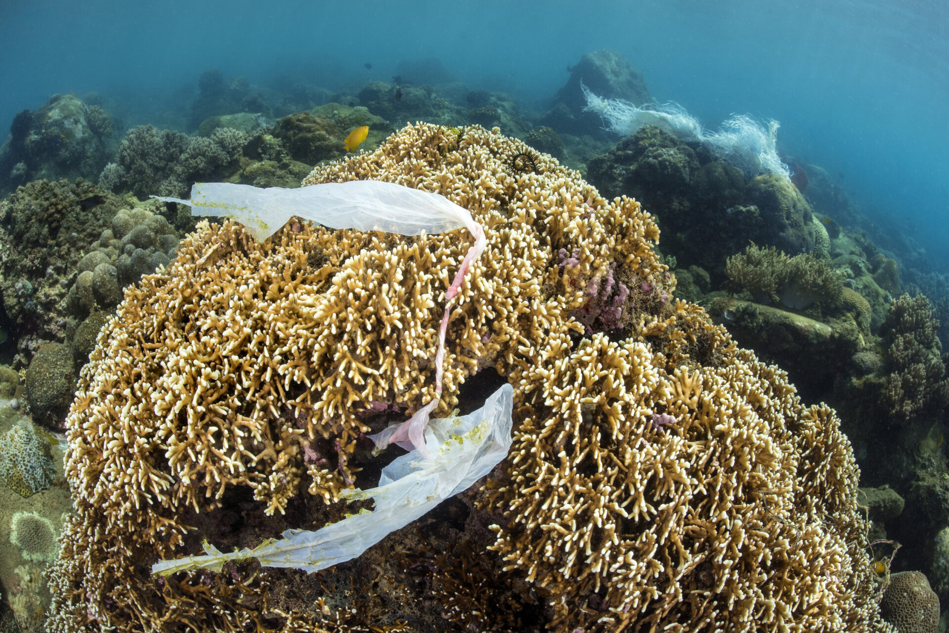 Ocean Solidifying World's ocean surface temperature at all-time high - Oceanographic