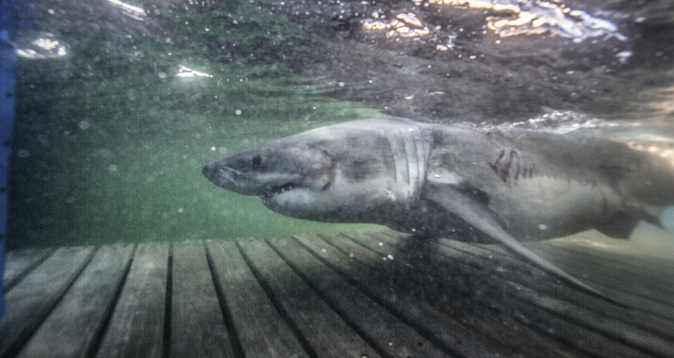 Largest Ever Great White Shark Recorded And Tagged In The Atlantic 09142021 OCEARCH ExpeditionNovaScotia21 WhiteSharkMaple ChrisRoss E1739440406484