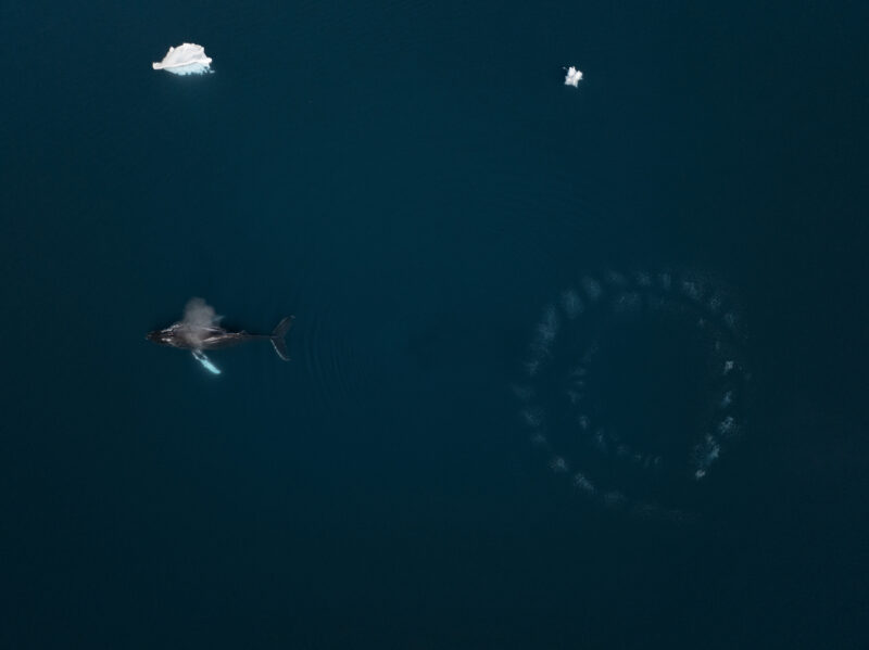 DJI_0954