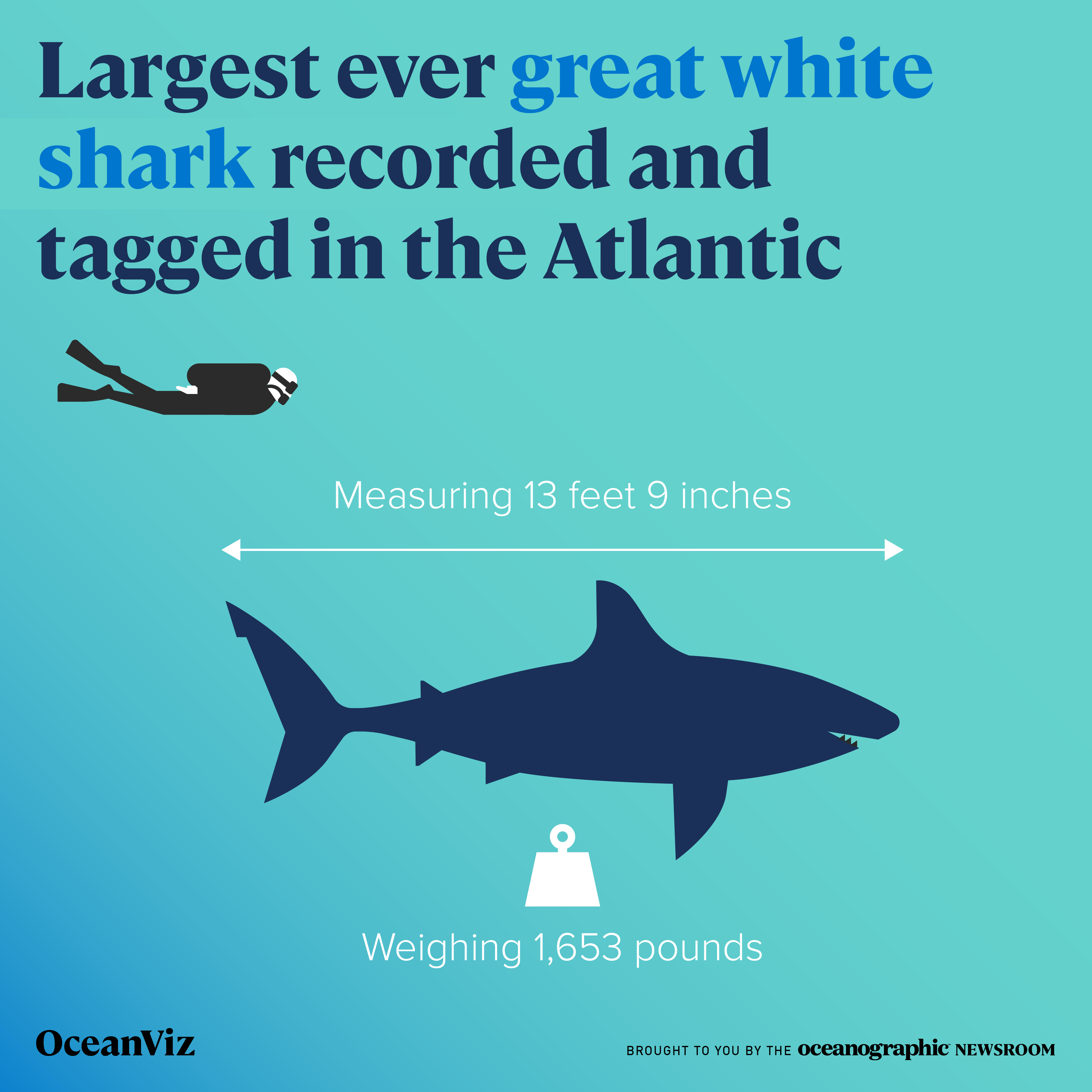 Atlantics Biggest Great White Ever Recorded – Near You! - 6zt6fgw