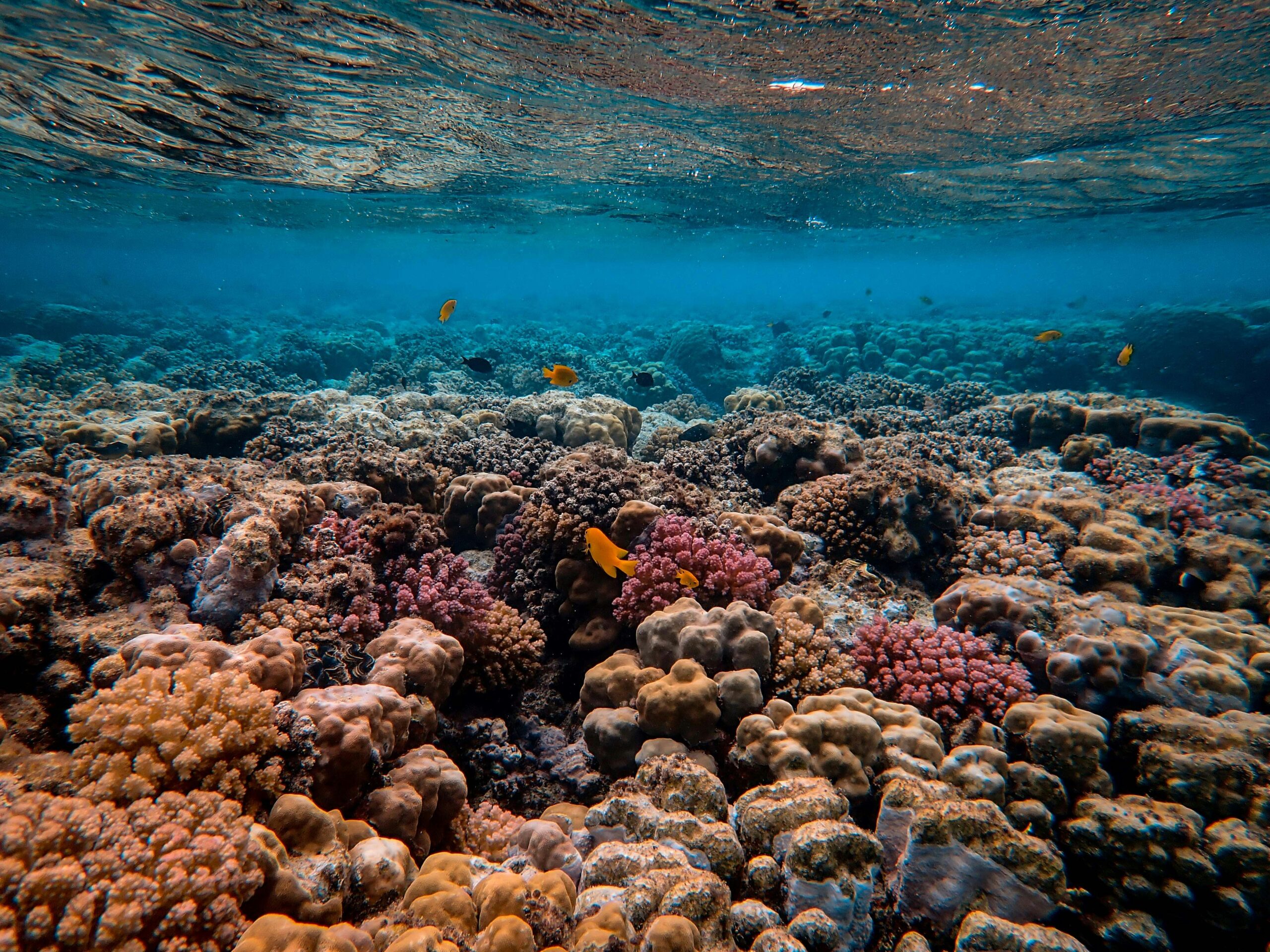 Coral Reef Rescue: The Ultimate Summary You Need To Read - 7n8dbp3