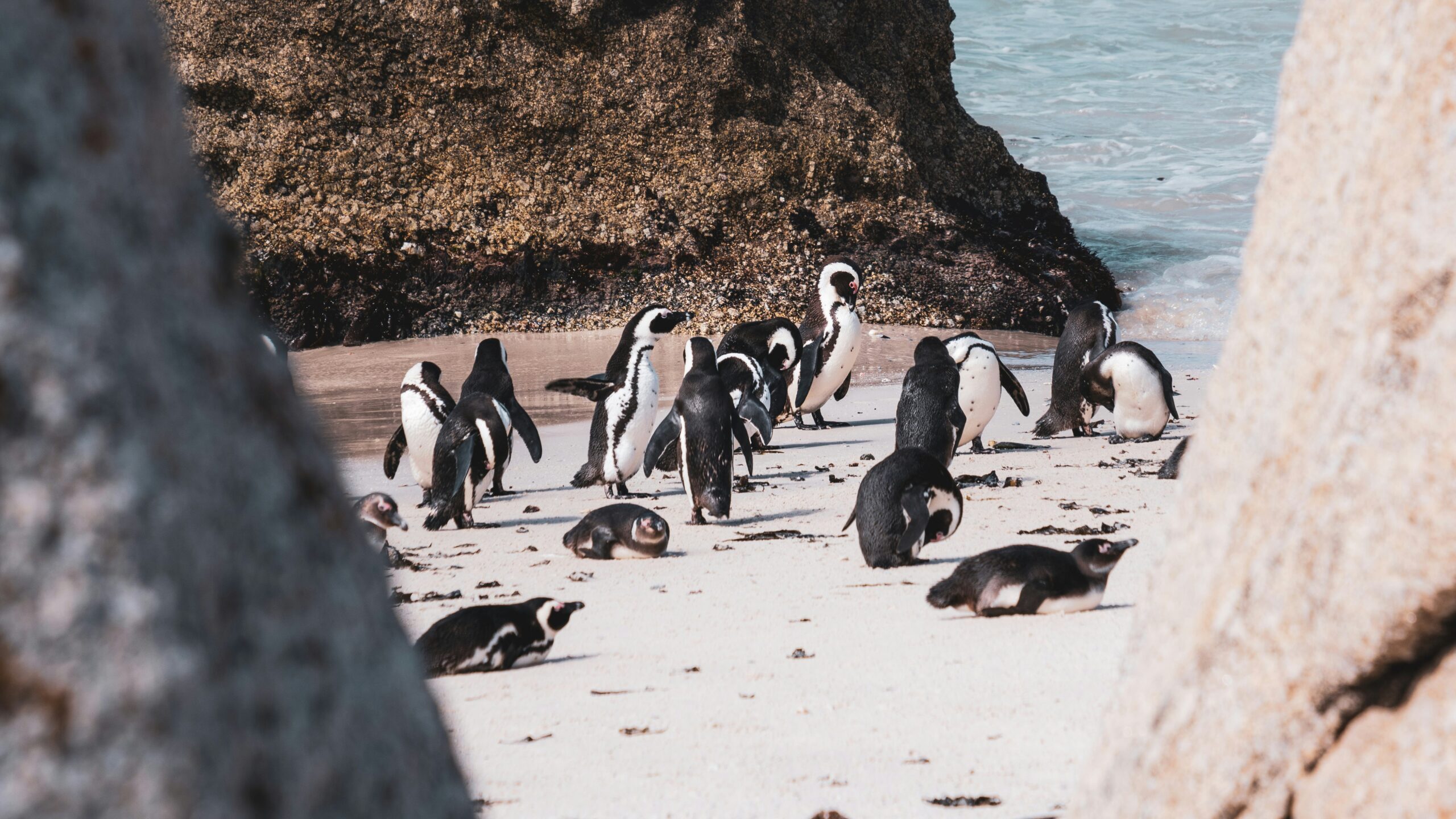 African Penguins must now compete with fishers as prey declines