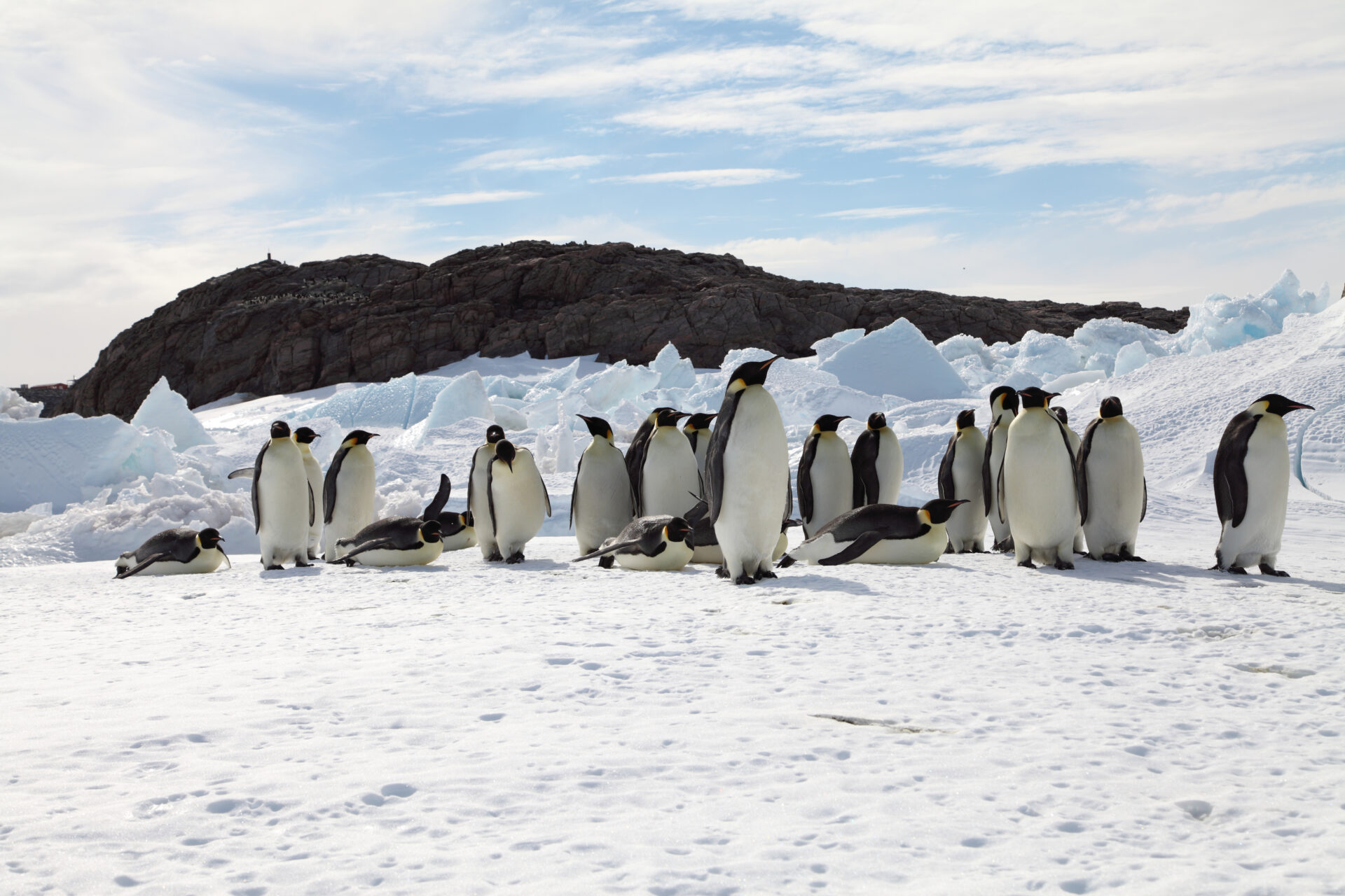 Emperor penguins huddle in the Antarctic