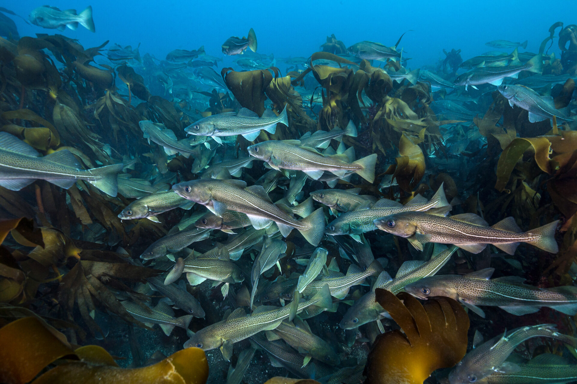 Fish n chip shop favourites: Cod congregation in iceland