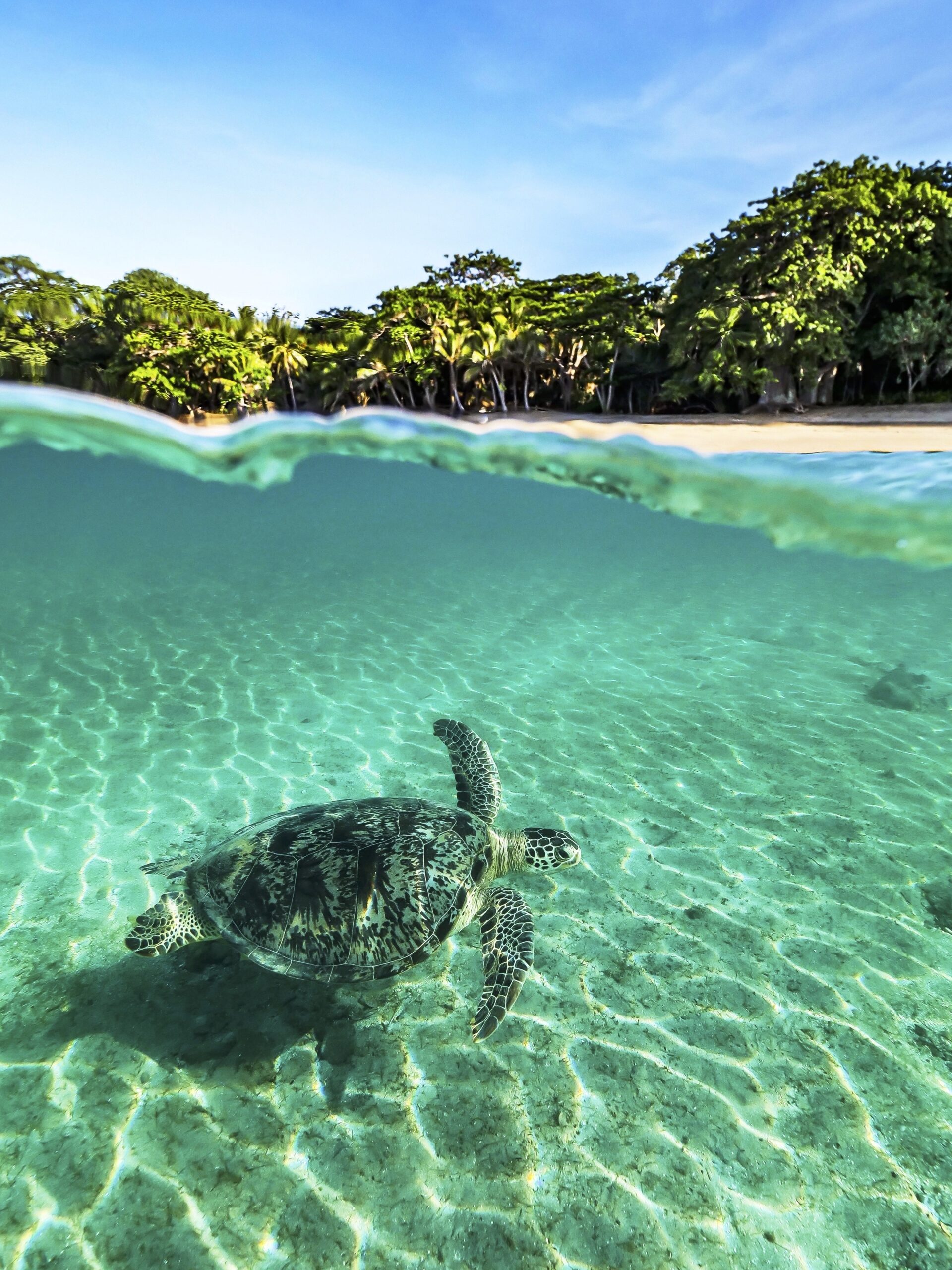 Guardians of the lagoon: Green sea turtles of Mayotte