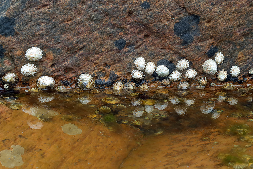 Hot limpets: Humble shellfish harbour climate change secret - Oceanographic