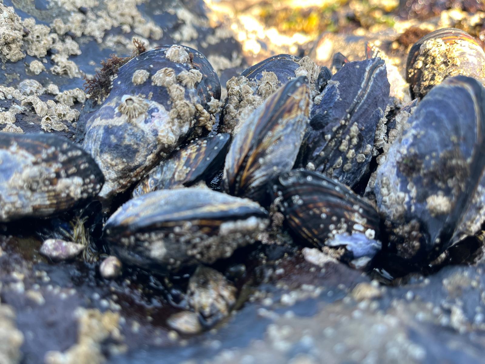 ocean acidification and coastal communities